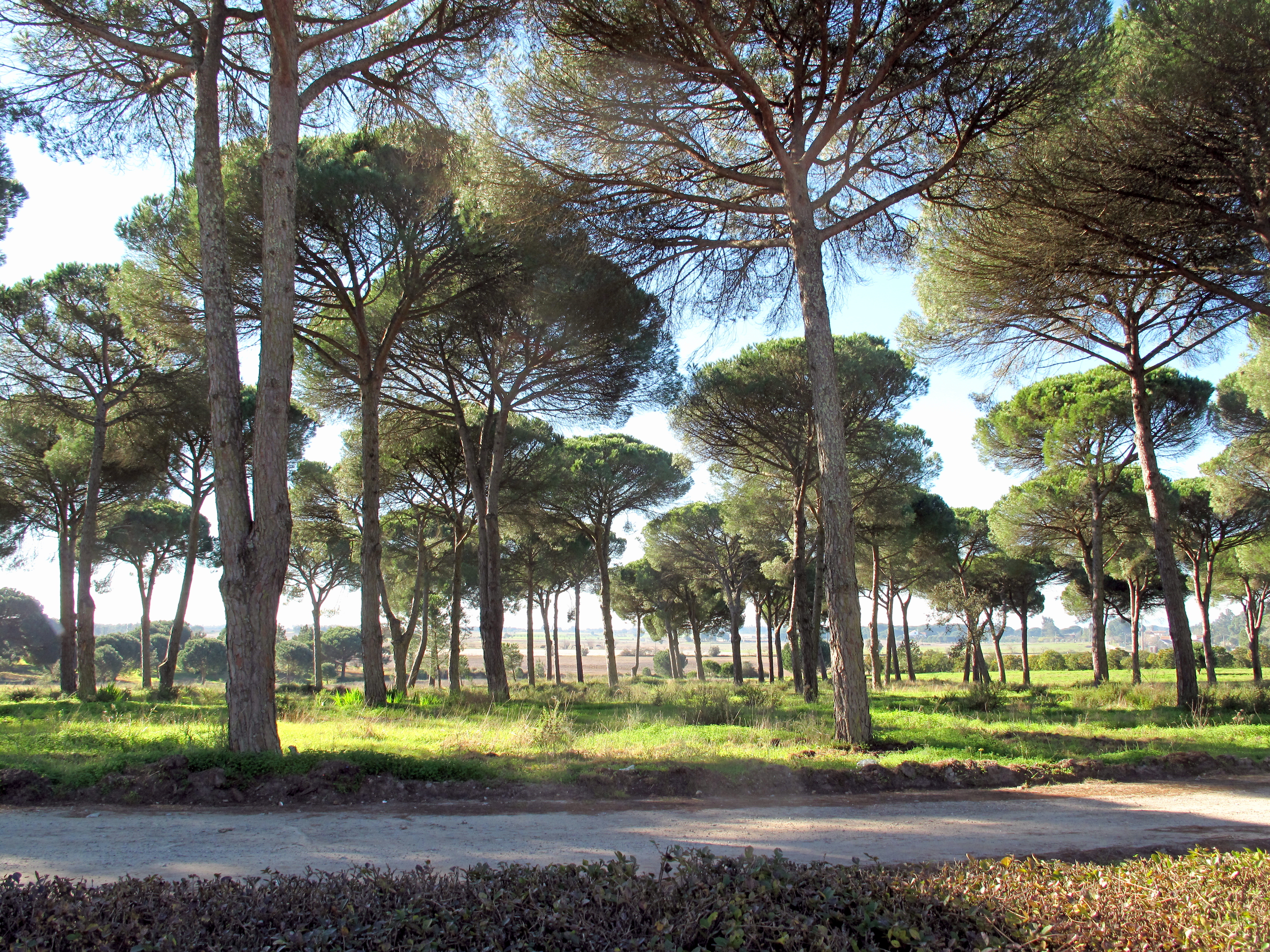  Pegões Velhos, Pegões Agricultural Colony, Montijo, 2017. © Photo: MODSCAPES – CESAP/CEEA, Porto.